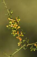 selvaggio fiori nel semi desertico ambiente, calden foresta, la pampa argentina foto