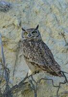 grande cornuto gufo, bubo virginiano nacurutu, penisola Valdes, patagonia, argentina. foto