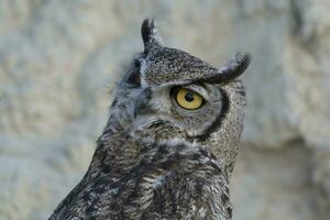 grande cornuto gufo, bubo virginiano nacurutu, penisola Valdes, patagonia, argentina. foto