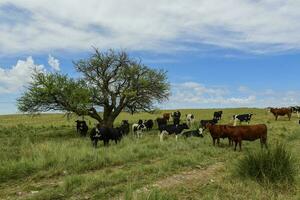 manzi alimentato su pascolo, la pampa, argentina foto