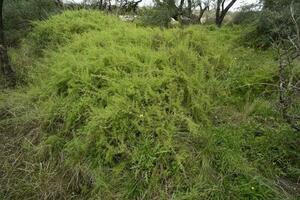 calden foresta paesaggio, geoffrea decorticans impianti, la pampa Provincia, patagonia, argentina. foto