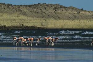 fenicotteri gregge, patagonia, argentina foto