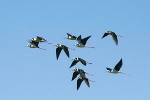 nero collo trampolo, himantopus melanuro, la pampa argentina foto