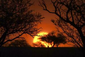 rurale tramonto paesaggio, buenos arie Provincia , argentina foto