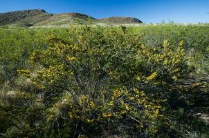 creosoto cespuglio, lihue calel nazionale parco, la pampa, argentina foto