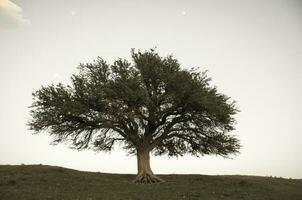 solitario albero nel la pampa, argentina foto