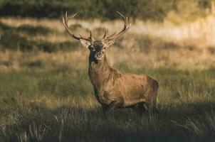 maschio rosso cervo nel la pampa, argentina, parque Luro, natura Riserva foto