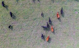 mucche alimentato con naturale erba, pampa, argentina foto