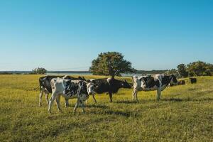mucche nel campagna, dentro pampa paesaggio, argentina foto