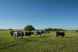 mucche nel campagna, pampa, argentina foto