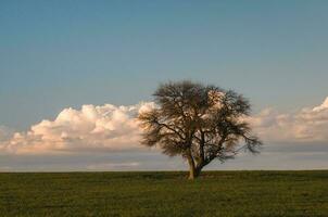 solitario albero nel la pampa, argentina foto