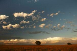 pampa albero paesaggio, la pampa Provincia, patagonia, argentina. foto