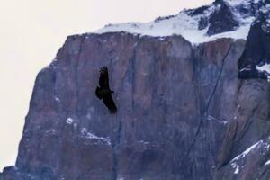 andino condor ,torre del paine nazionale parco, patagonia, chile. foto