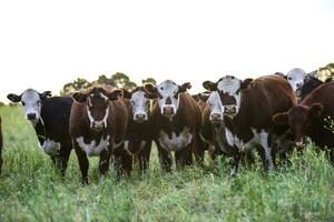 mucche nel il argentino campagna foto