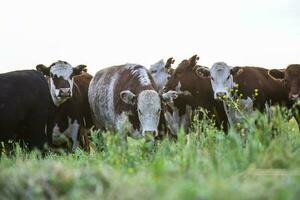 esportare manzi, alimentato con naturale erba,pampa,argentina foto