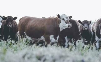 mucche nel campagna, dentro pampa paesaggio, argentina foto