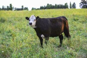 mucca sollevato con naturale erba, pampa, argentina foto