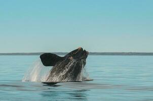 balena Guardando nel penisola Valdes, puerto madryn, patagonia, argentina foto