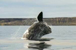 balena salto nel penisola valdes, porto madryn, patagonia, argentina foto