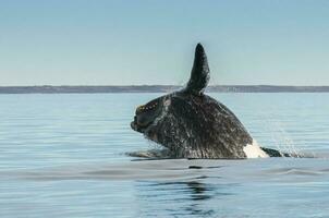 meridionale giusto balena, salto comportamento, puerto madryn, patagonia, argentina foto