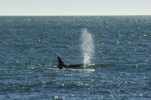 orca a caccia mare leoni,penisola Valdes, unesco mondo eredità sire, patagonia argentina. foto