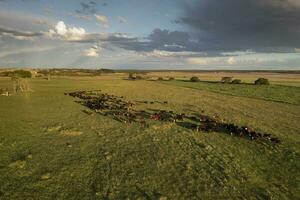 aereo Visualizza di un' truppe di manzi per esportare, bestiame sollevato con naturale pascoli nel il argentino campagna. foto