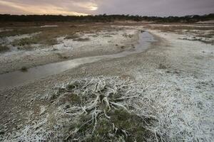 salnitro su il pavimento di un' laguna nel un' semi deserto ambiente, la pampa Provincia, patagonia, argentina. foto