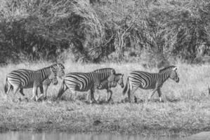 mandria di zebre nel il africano savana foto