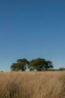 calden foresta paesaggio, geoffrea decorticans impianti, la pampa Provincia, patagonia, argentina. foto