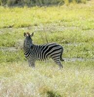 mandria di zebre nel il africano savana foto