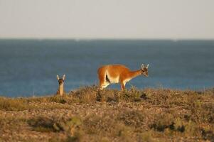 guanaco, lama guanico, luro parco, la pampa Provincia, la pampa, argentina. foto