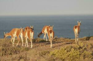 guanaco, lama guanico, luro parco, la pampa Provincia, la pampa, argentina. foto