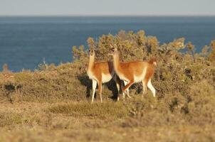 guanaco, lama guanico, penisola Valdes, unesco mondo eredità luogo, patagonia argentina. foto