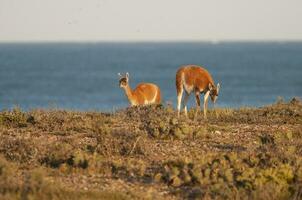 guanaco, lama guanico, luro parco natura Riserva, la pampa Provincia, la pampa, argentina. foto