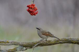 baia alato cowbird foto