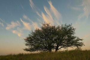 calden foresta paesaggio, geoffrea decorticans impianti, la pampa Provincia, patagonia, argentina. foto