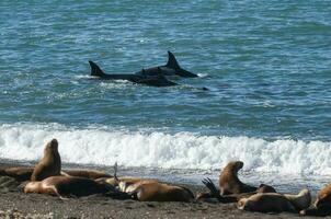 uccisore balena, orca, a caccia un' mare leoni , penisola Valdes, patagonia argentina foto