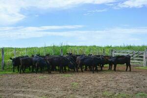 manzi alimentato su pascolo, la pampa, argentina foto