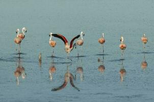 fenicotteri riposo nel un' salato laguna, la pampa provincia, patagonia, argentina. foto