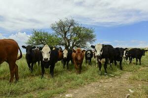 manzi alimentato su pascolo, la pampa, argentina foto