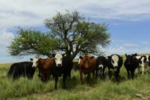 manzi alimentato su pascolo, la pampa, argentina foto