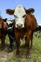 manzi alimentato su pascolo, la pampa, argentina foto