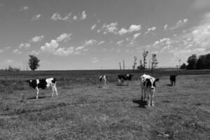 manzi alimentato su pascolo, la pampa, argentina foto