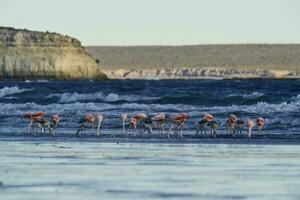 fenicotteri,penisola Valdes, patagonia, argentina foto