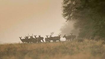 rosso cervo nel il nebbia, argentina, parque luro natura Riserva foto