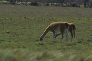 lama animale, , nel pampa prateria ambiente, la pampa Provincia, patagonia, argentina foto