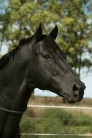 nero allevamento cavallo, ritratto, la pampa Provincia, patagonia, argentina. foto