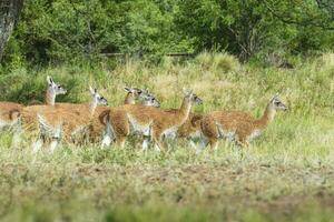 lama animale, , nel pampa prateria ambiente, la pampa Provincia, patagonia, argentina foto