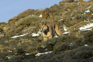 puma a piedi nel montagna ambiente, torres del paine nazionale parco, patagonia, chile. foto