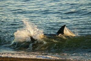 orca attaccare mare leoni, patagonia argentina foto